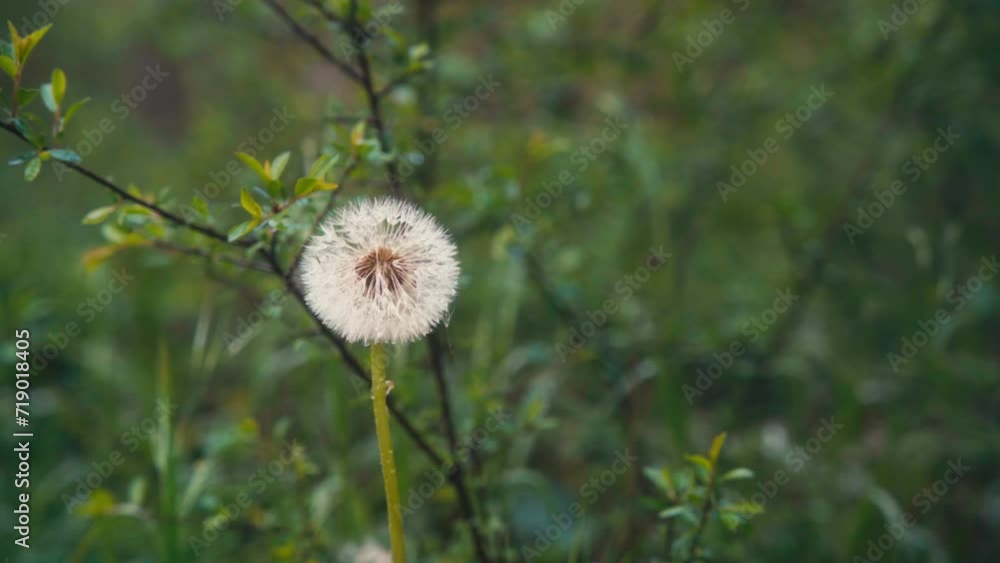 dandelion in the grass dandelion in the grass