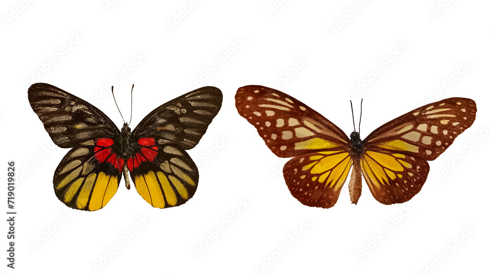 butterfly isolated on white butterfly isolated on white