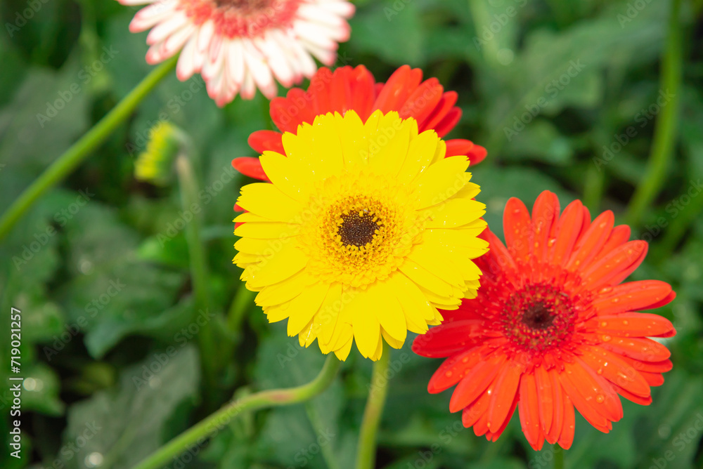 Beautiful display of assorted orange pink red white Gerbera Daisy flower cross hybrida long stem cartwheel, jaguar, majorette, bengal botanic garden, Barberton, Transvaal, Veldt daisies bloom Beautiful display of assorted orange pink red white Gerbera Daisy flower cross hybrida long stem cartwheel, jaguar, majorette, bengal botanic garden, Barberton, Transvaal, Veldt daisies bloom