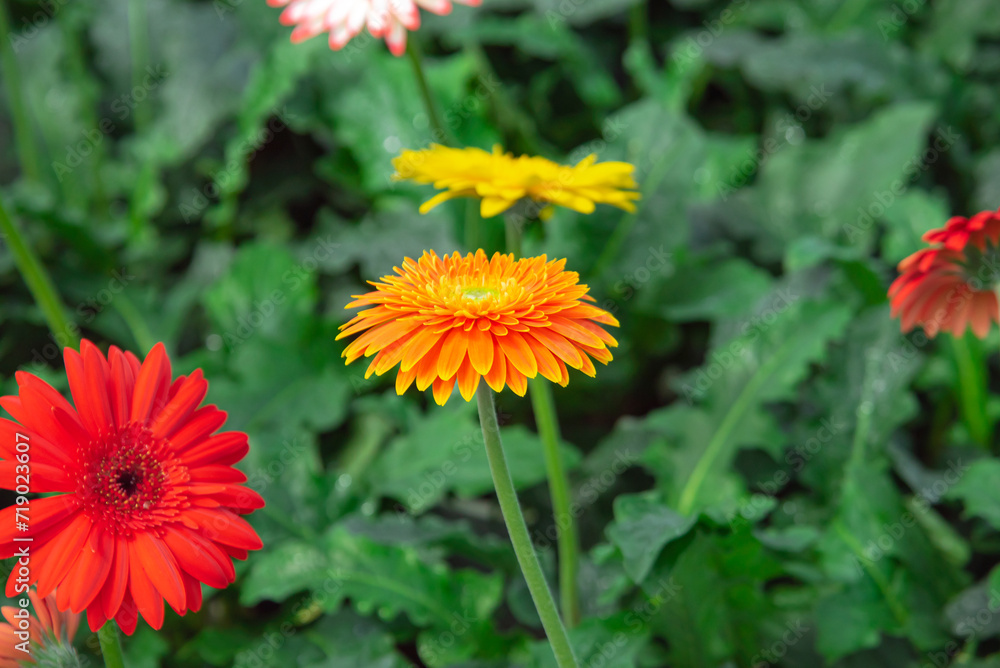 Close-up orange Gerbera Daisy flower cross hybrida long stem cartwheel, jaguar, majorette, bengal botanic garden Nha Trang, Vietnam, tender Barberton, Transvaal, Veldt daisies bloom blossom Close-up orange Gerbera Daisy flower cross hybrida long stem cartwheel, jaguar, majorette, bengal botanic garden Nha Trang, Vietnam, tender Barberton, Transvaal, Veldt daisies bloom blossom