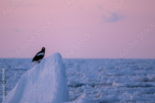 流氷の上のオオワシ photo