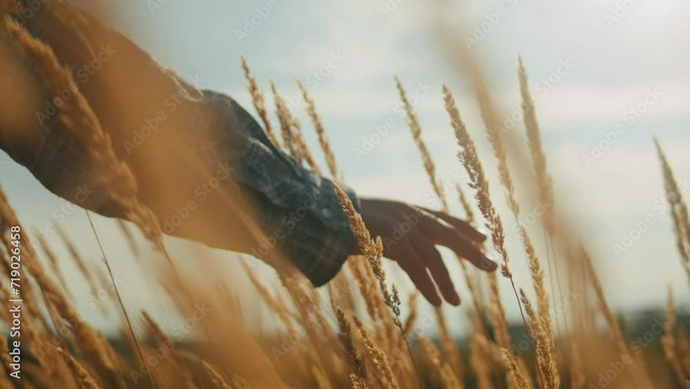 Woman hand touching a golden wheat ear in the wheat field wearing blue ...