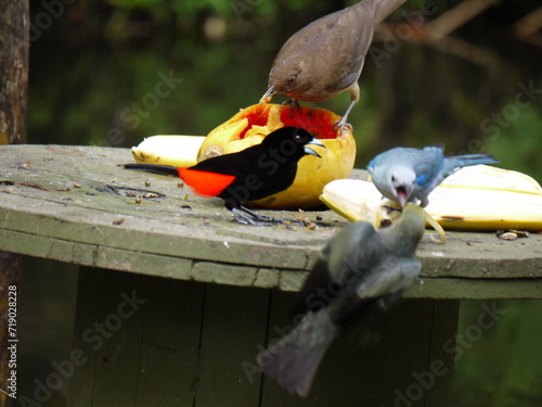 Photos Oiseaux se battant pour manger, Costa-Rica