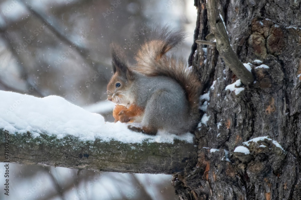 Fototapeta premium squirrel in the park