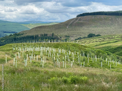 New young trees planted on a hillside in Scotland photo