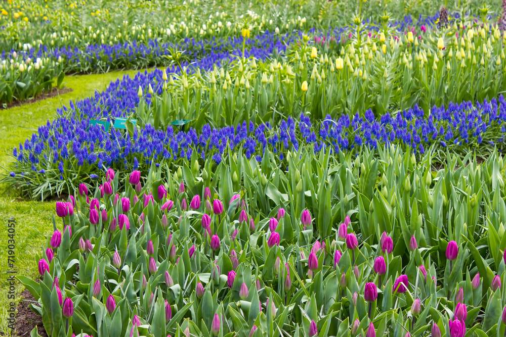 spring flowers in a park, Keukenhof, the Netherlands
