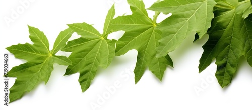 green Papaya leaf with jagged edges with detailed leaf outline, isolated on a white background
