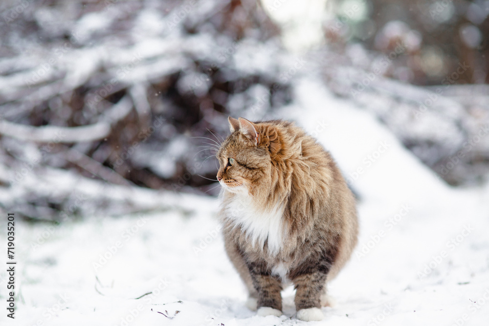 beautiful fluffy Siberian cat in winter garden, pet walking in rural yard on background of white snow beautiful fluffy Siberian cat in winter garden, pet walking in rural yard on background of white snow