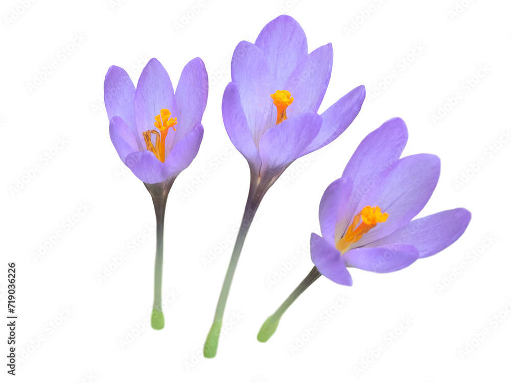 Naklejka premium Crocus purple flowers set isolated transparent png. Colchicum flowering plant. Bloom with bright orange stamens