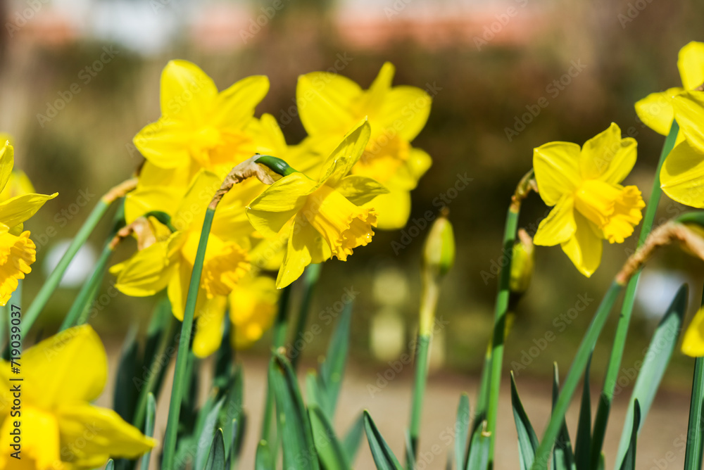 Fototapeta premium Narcissus jonquilla in the garden on a beautiful sunny day, selective focus on the flower.