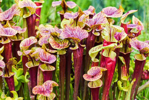 Sarracenia in the garden on a beautiful sunny day, selective focus. photo