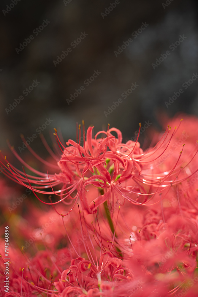 彼岸花 彼岸花