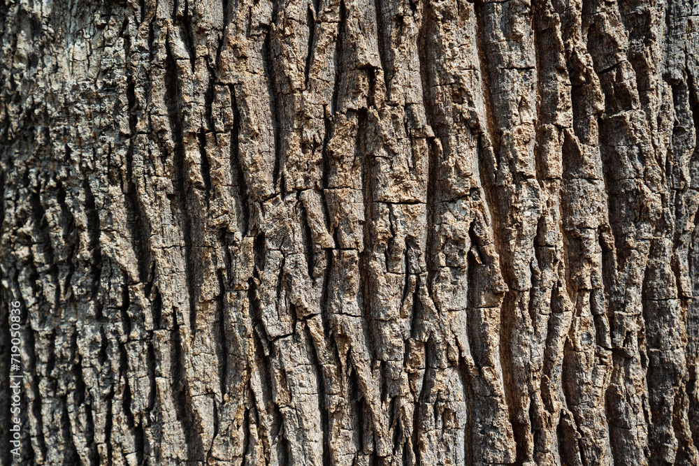 Brachychiton Rupestris (Queensland Bottle Tree) tree trunk close up. Brachychiton Rupestris (Queensland Bottle Tree) tree trunk close up.