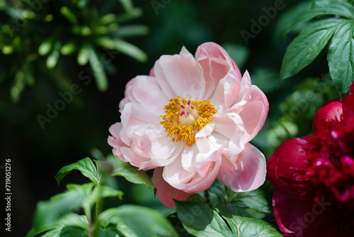 Fototapeta Naklejka Na Ścianę i Meble -  Pink Peony flower close up. Peonies flower