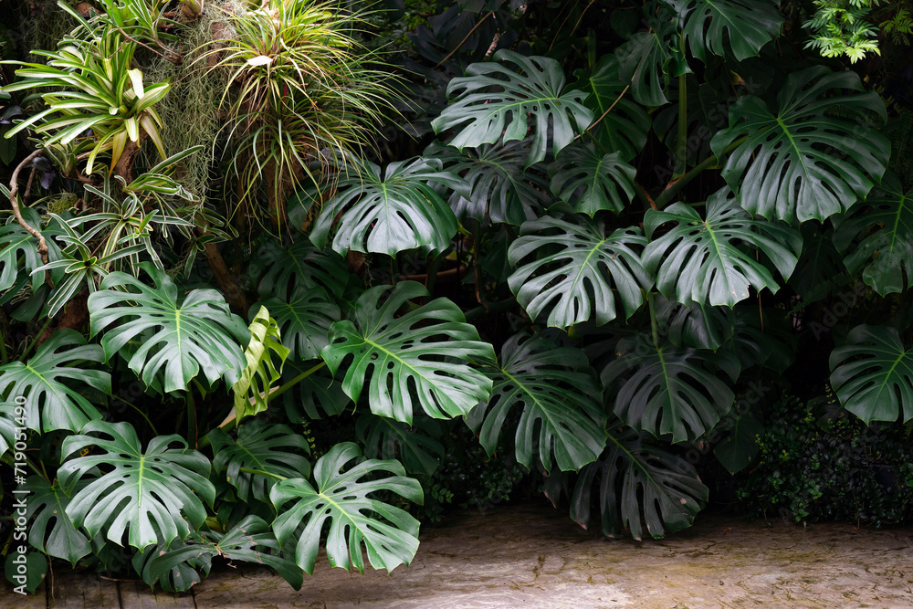 Monstera Deliciossa plant growing wild bushy in the garden. Monstera background, plant background concept Monstera Deliciossa plant growing wild bushy in the garden. Monstera background, plant background concept