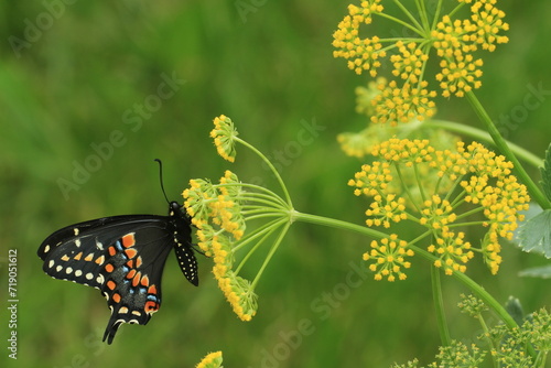 Foto eastern black swallowtail butterfly on golden alexanders