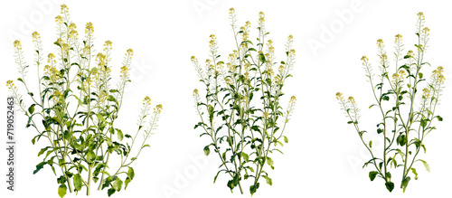 Brassica juncea 4k png transparent