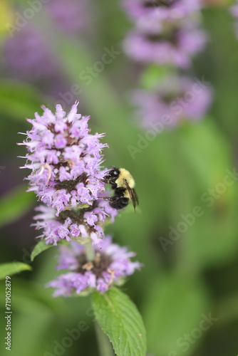 Bumblebee on downy wood mint flowers © Papilio