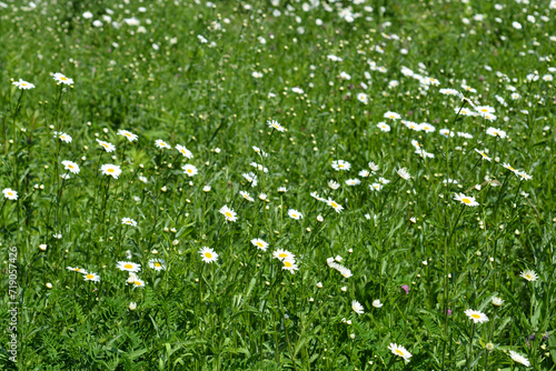 White daisy flowers in the field photo
