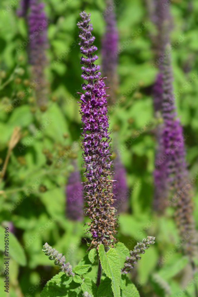Iranian germander flowers Iranian germander flowers
