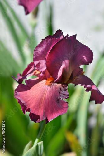 Tall bearded iris Lady Friend flower