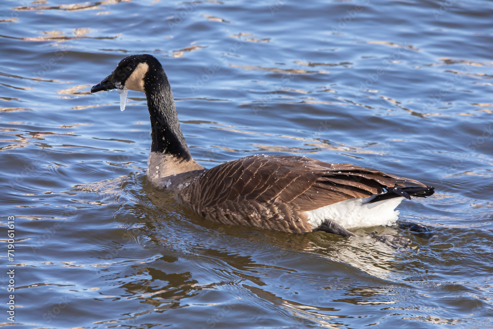 Fototapeta premium A country goose, branta canadensis, with an icicle hanging from its neck swims on the Mississippi River in Iowa on a winter day in January. 