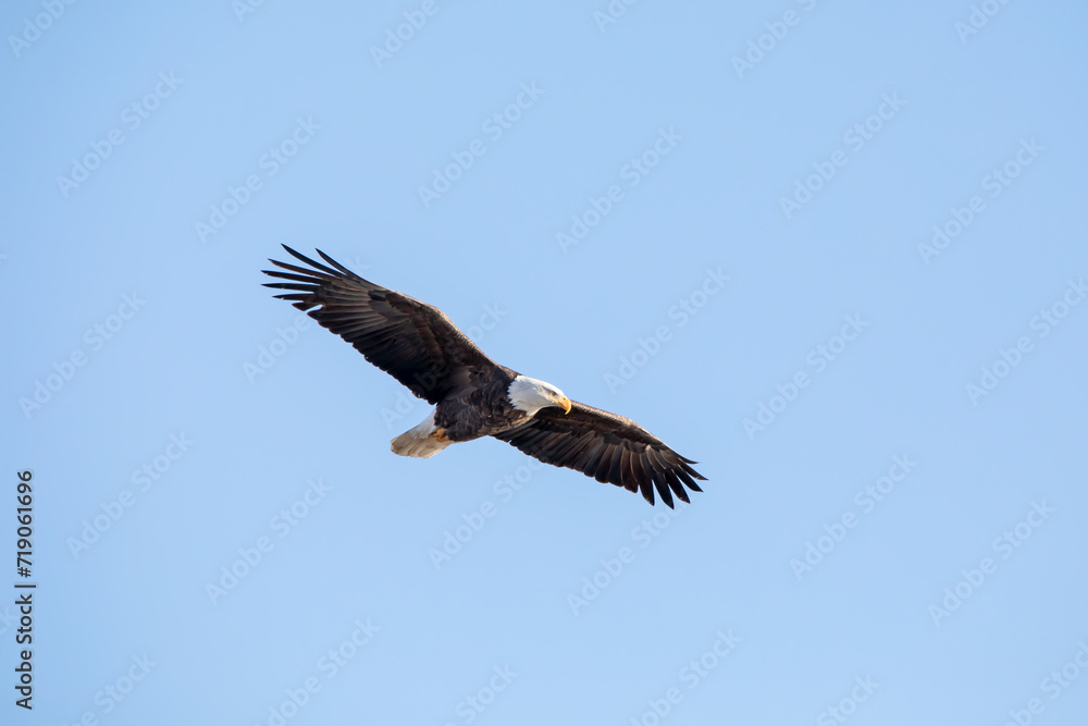 Soaring eagle in the blue sky on a winter day in January in Iowa. Soaring eagle in the blue sky on a winter day in January in Iowa.