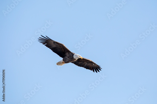 Soaring eagle in the blue sky on a winter day in January in Iowa. 