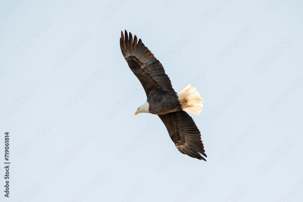 Fototapeta premium Soaring eagle with full wingspan isolated in the blue sky of a winter day in January. Close up photo, taken from below in Iowa.