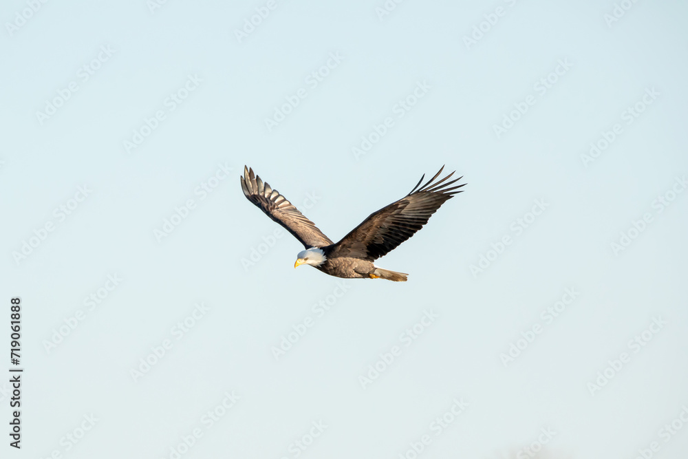 Obraz premium Soaring bald eagle with wings in a v shape, isolated in the clear, blue sky on a January day in Iowa. Minimalist photo, close up