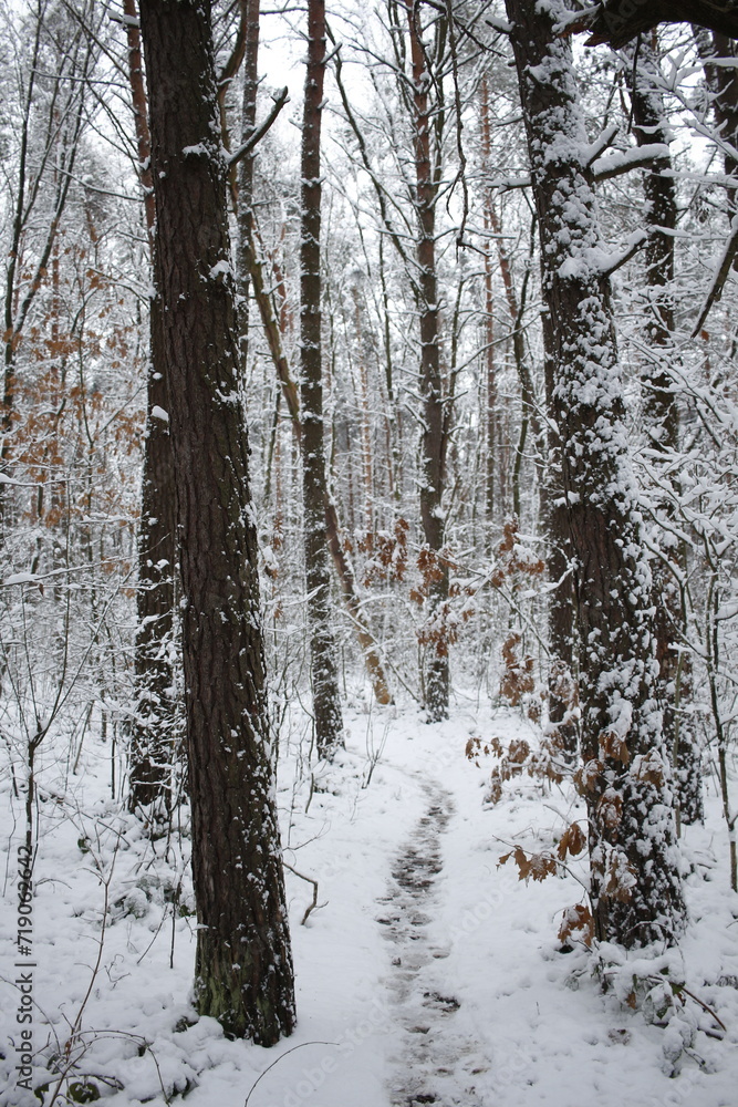 forest in winter forest in winter