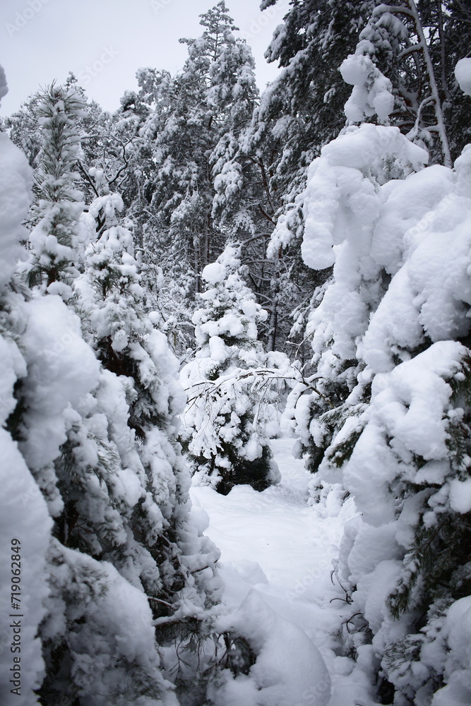 river in winter forest river in winter forest
