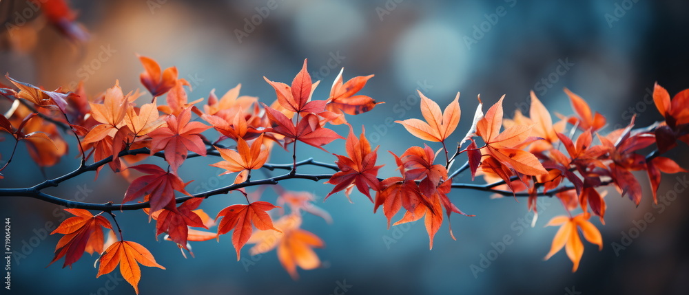 maple leaf red autumn sunset tree background maple leaf red autumn sunset tree background