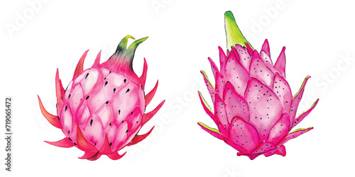 dragon fruit watercolor vector