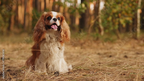 Portrait of a cute Cavalier King Charles Spaniel dog sitting in the park on a summer walk
