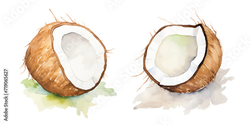 fresh coconut watercolor vector photo