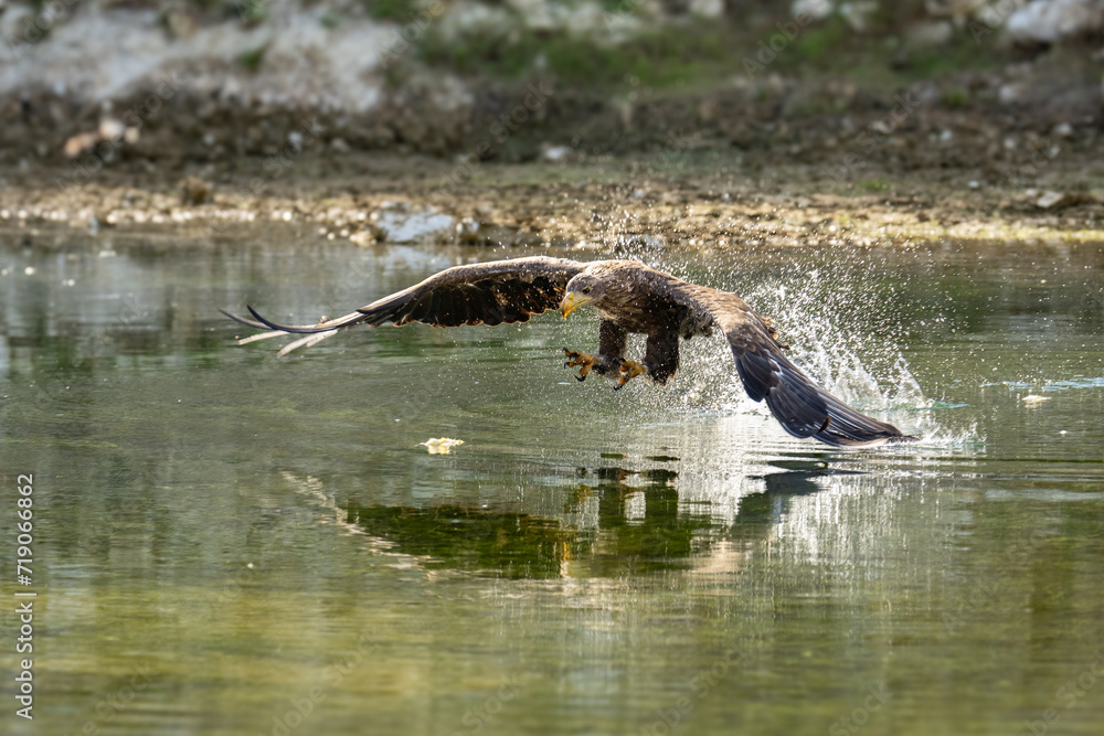 Fototapeta premium White Tailed Eagle (Haliaeetus albicilla) in flight. Also known as the ern, erne, gray eagle, Eurasian sea eagle and white-tailed sea-eagle. Wings Spread. Poland, Europe. Birds of prey.