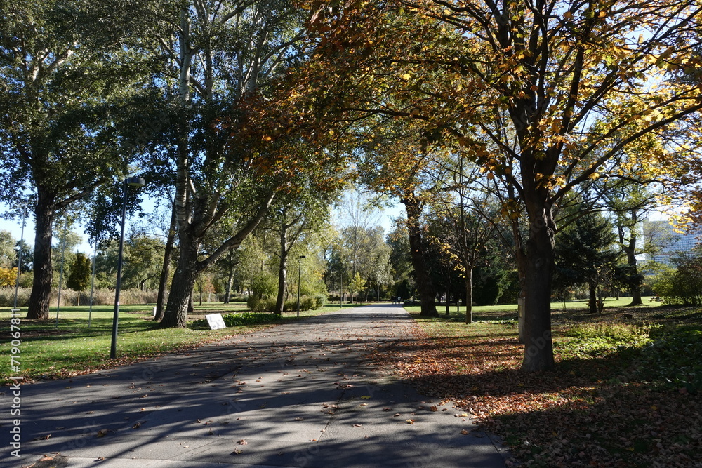 Fototapeta premium 晩秋の公園の散歩道