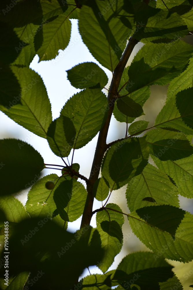 Fototapeta premium green leaves on a tree