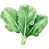 AI-generated watercolor Collard Greens clip art illustration. Isolated elements on a white background.
