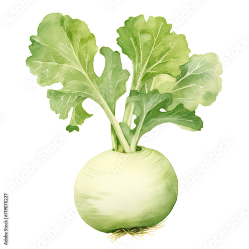 AI-generated watercolor Kohlrabi clip art illustration. Isolated elements on a white background. photo
