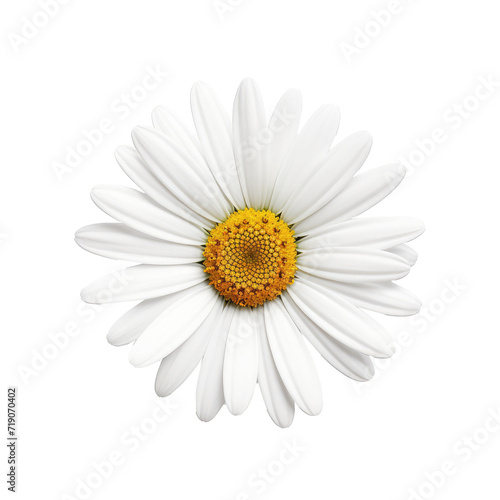 Beautiful daisy flower isolated on white.