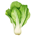 AI-generated watercolor Bok Choy clip art illustration. Isolated elements on a white background.
