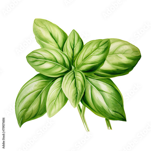 AI-generated watercolor Basil plant clip art illustration. Isolated elements on a white background. © beyouenked