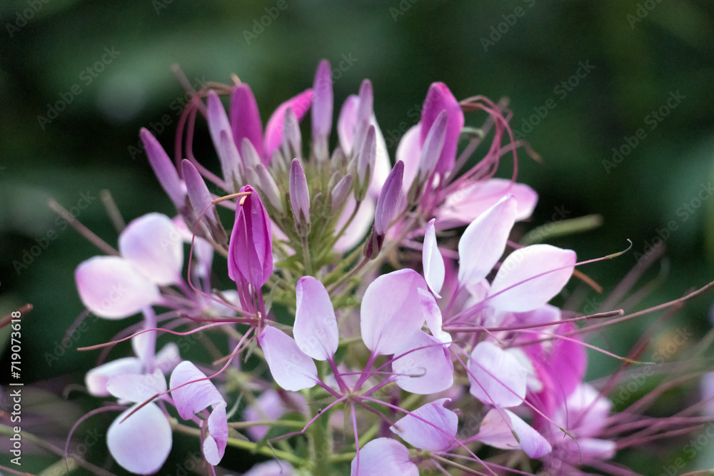 Fototapeta premium Close-up of blooming Spiderflower, summer pink flowers. Taken in Jinan, Shandong, China.