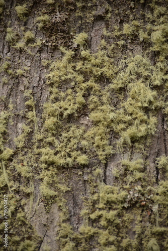 bark of tree