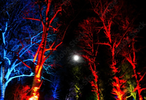 Winterlichter beleuchtete Bäume und Sträucher im Luisenpark in Mannheim photo