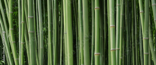 Repeating Bamboo Thicket Pattern
