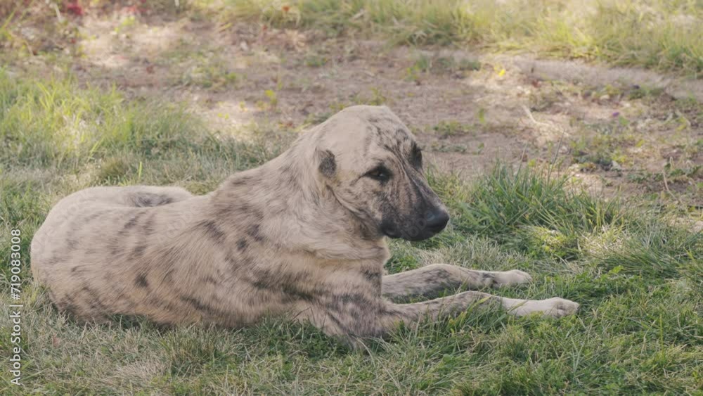 A homeless, spotted dog looks sadly into the camera. 4K A homeless, spotted dog looks sadly into the camera. 4K