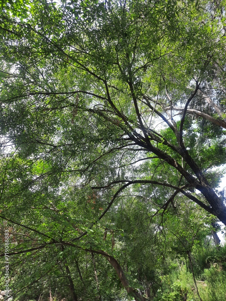 Fototapeta premium trees in the forest